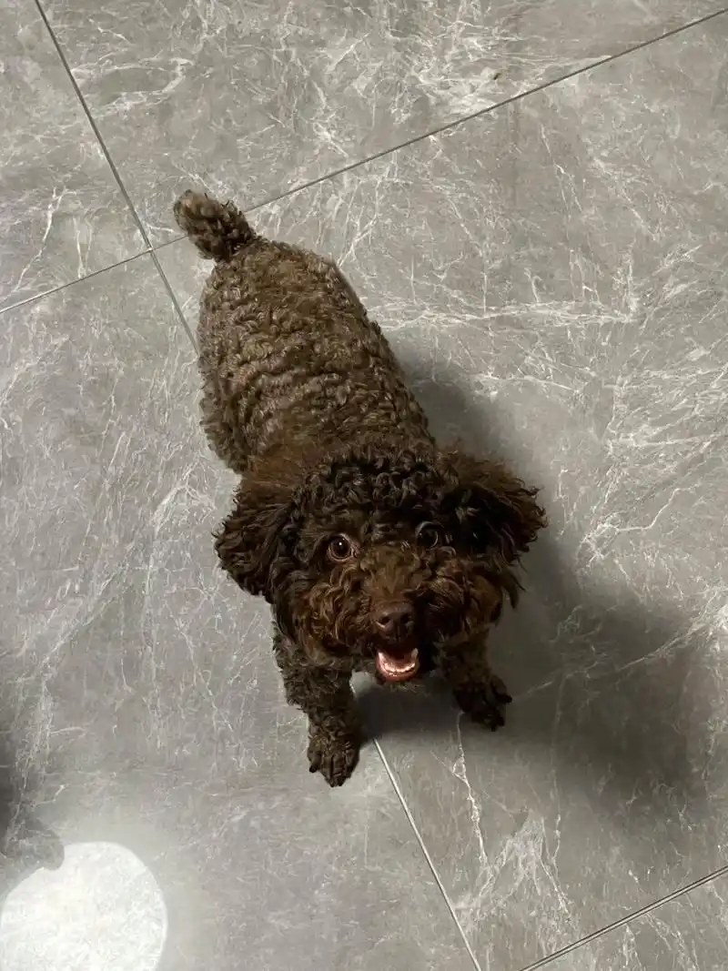 找自家狗子.巧克力色泰迪,公,4岁,已 - 抖音