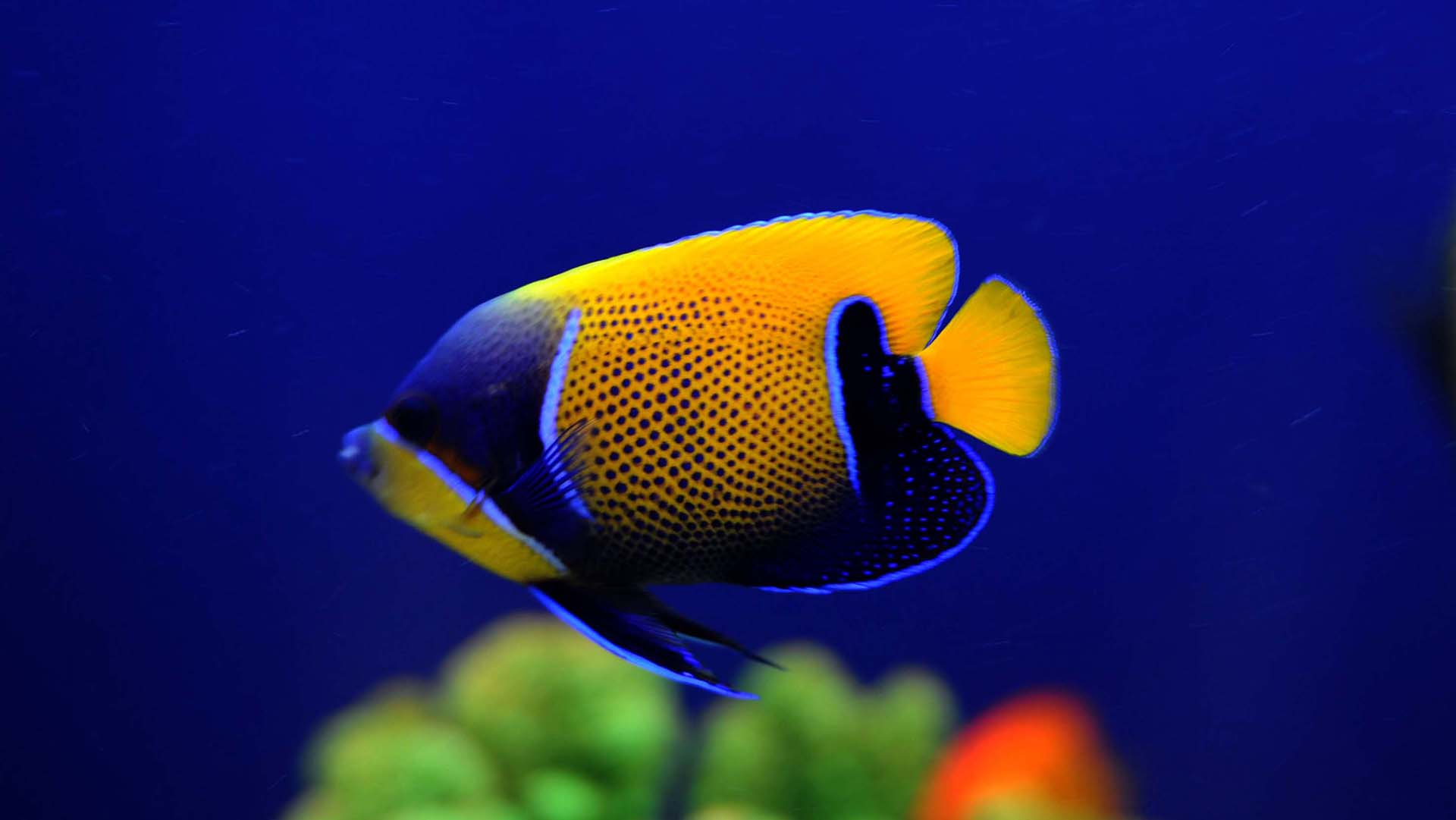 奇妙的鱼类世界,高清图片,电脑桌面-壁纸族