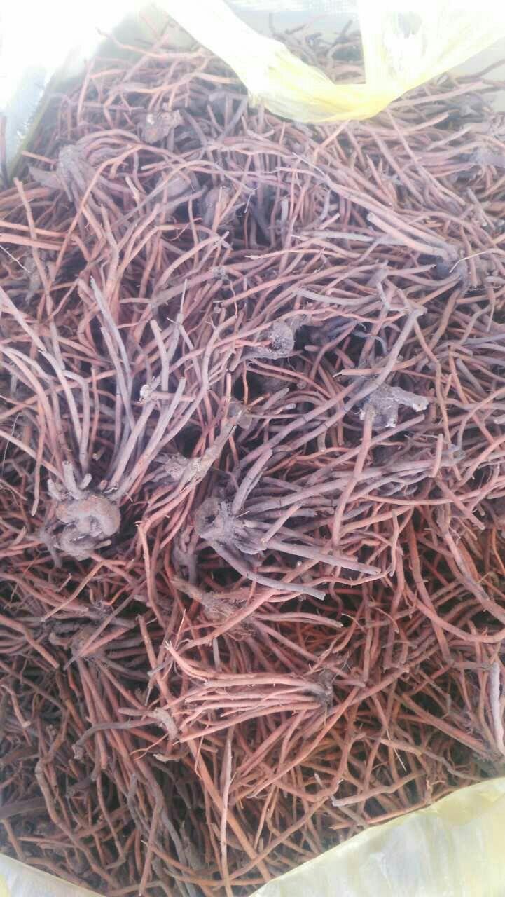 红根野蚕豆的作用