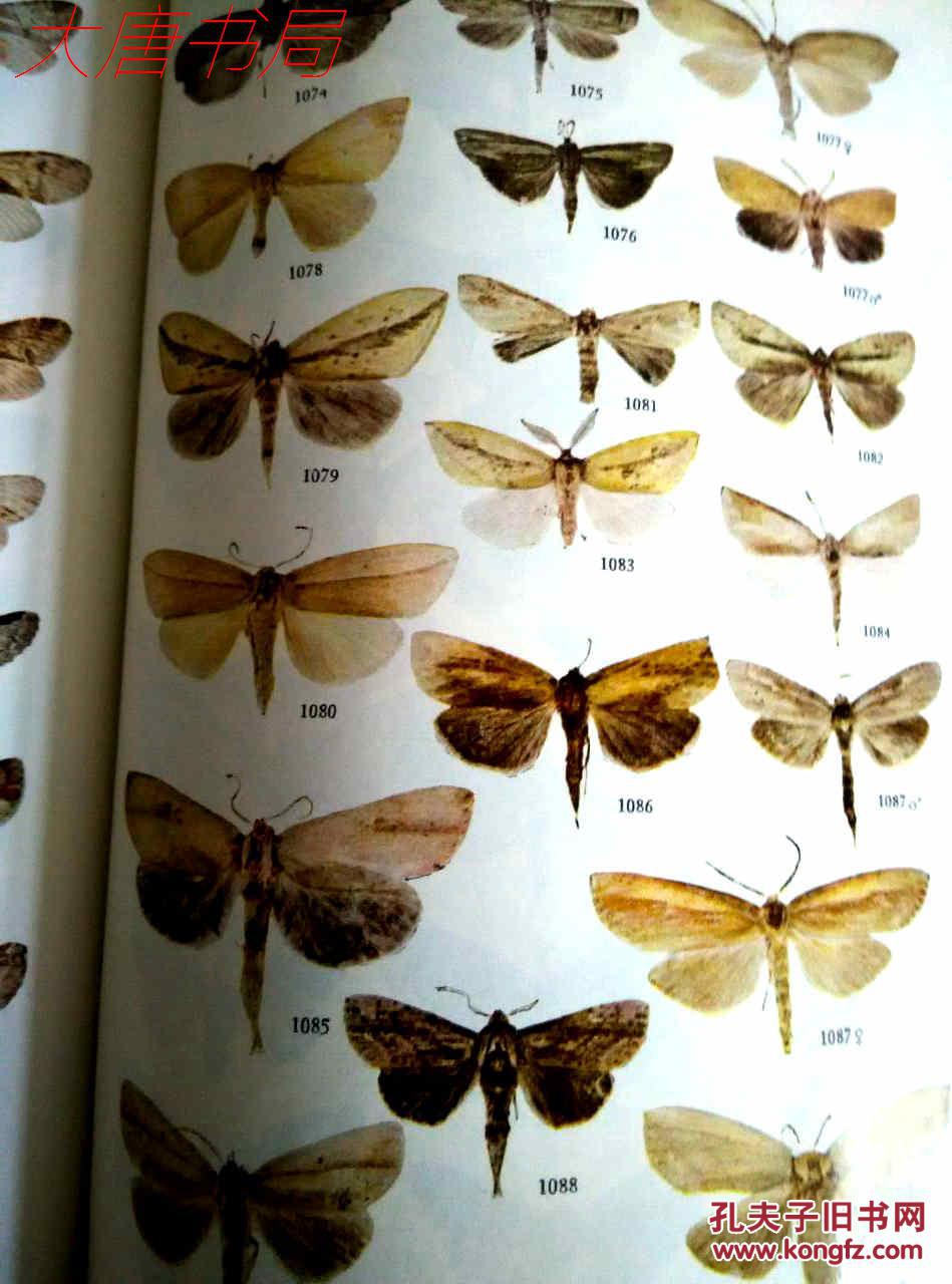 《中国蛾类图鉴》2,4合售,馆藏,一版一印,16开