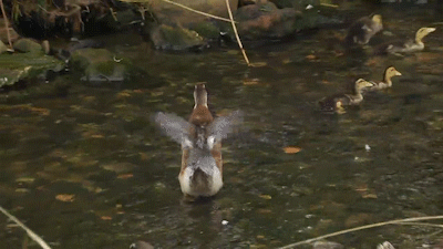 美食明明到手的鸭子灿哥竟然随手就放了它走