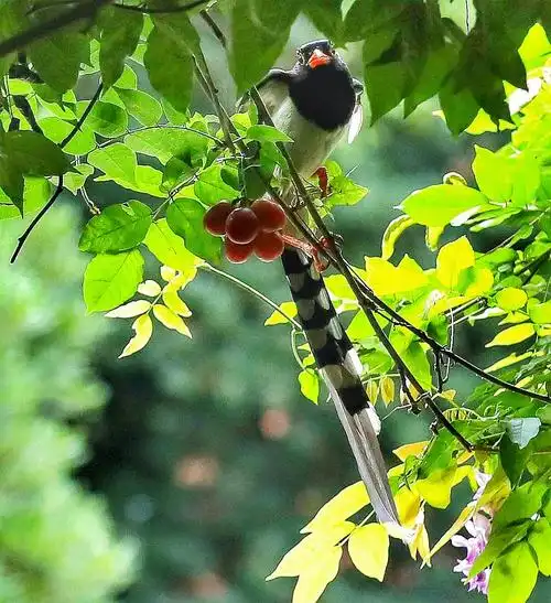 红嘴蓝喜鹊金色葡萄园精彩表演集锦