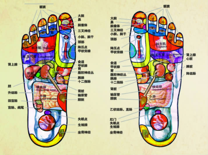 足底存在着与人体各脏腑,器官相对应的反射区.
