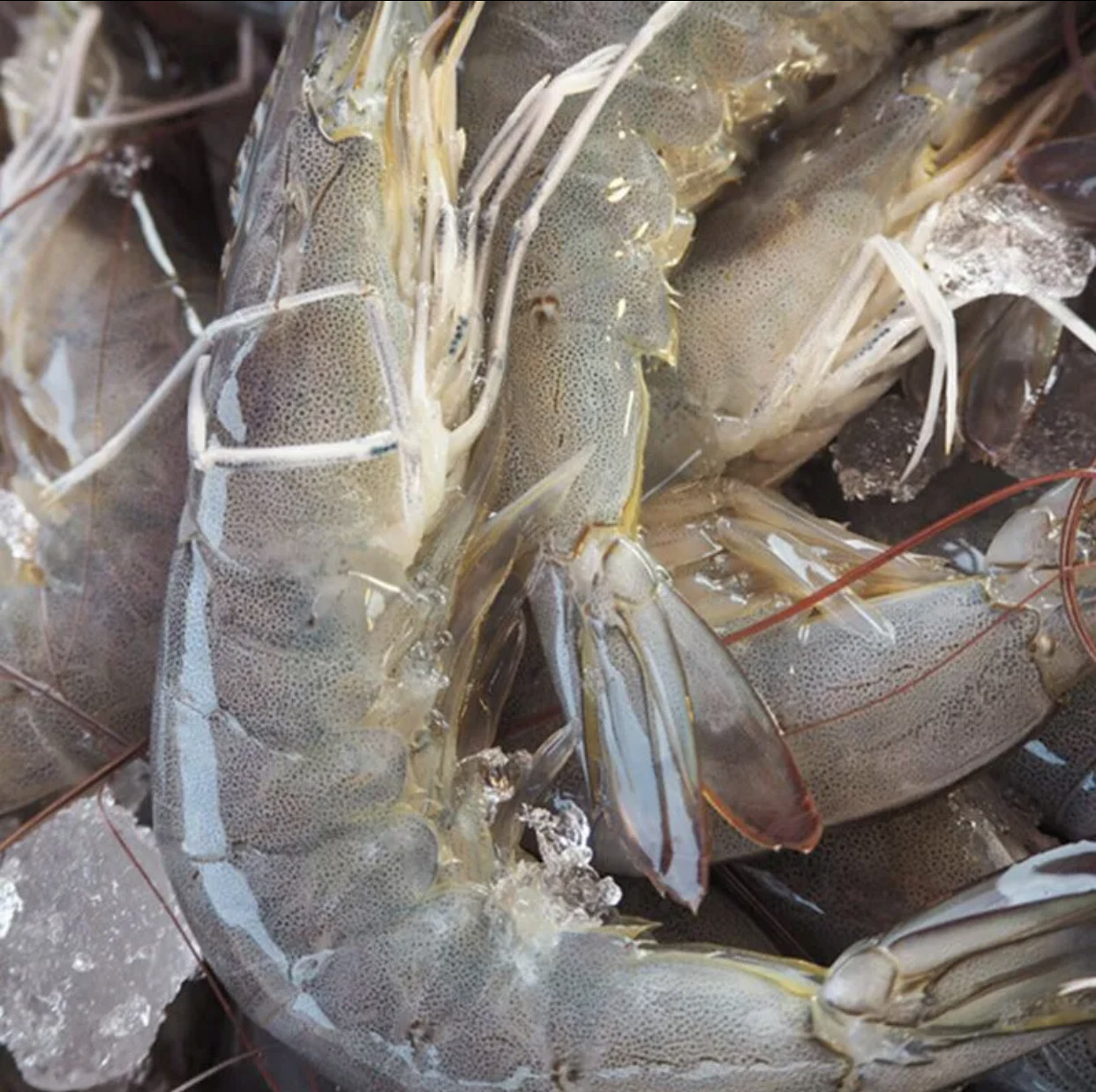 鲜活海水大虾对虾速冻发货2025只净重35斤70只冻虾