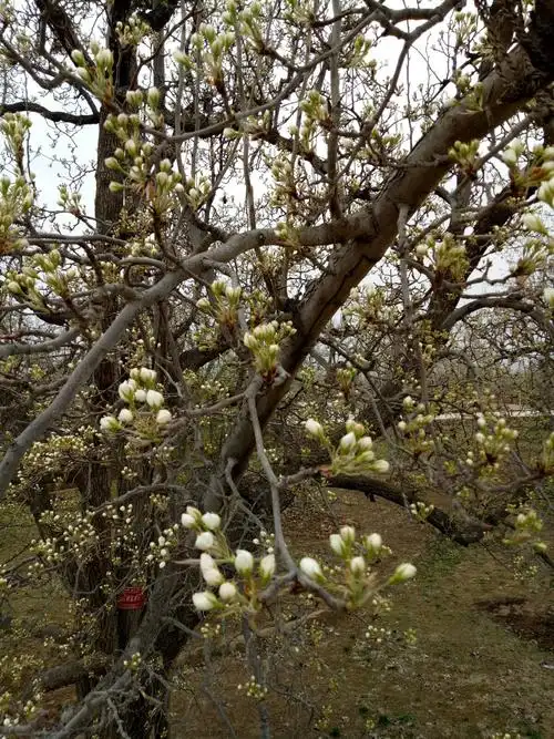 害羞的梨花花苞