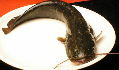 清江鱼和鲶鱼的区别 - 好网角收藏夹