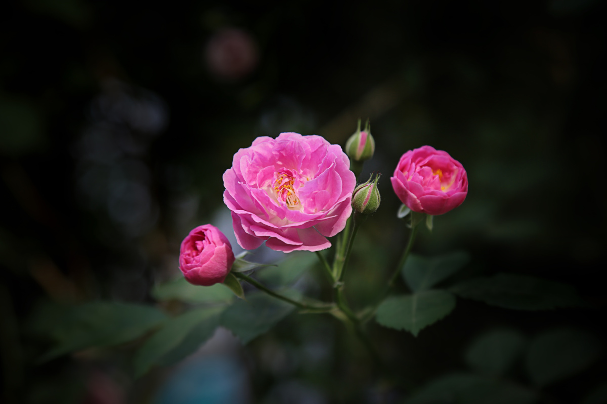 粉红色的蔷薇花