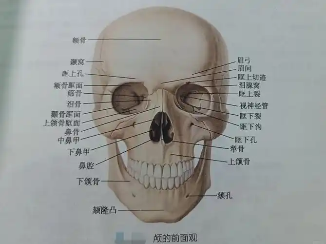 脑颅骨:包括额骨,筛骨,蝶骨,颞骨,枕骨和顶骨,它们共同构成了脑部的