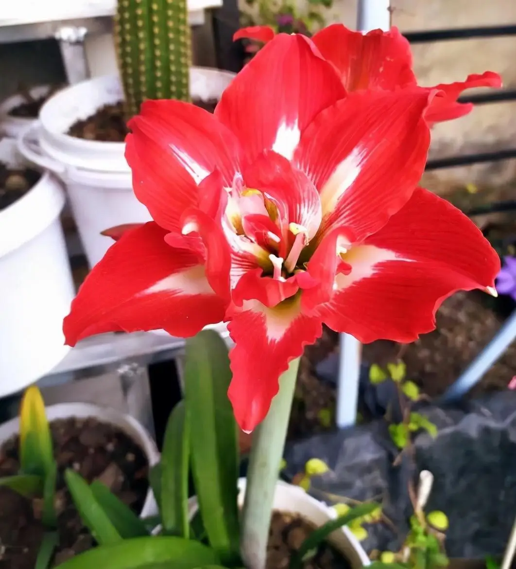 朱顶红的生命力非常顽强,不像一年生两年生的草本植物,最多种上两年就