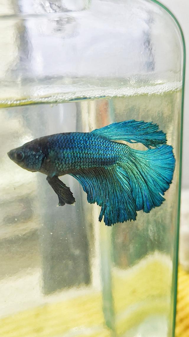 斗鱼是一种美丽而迷人的观赏鱼类,拥有绚丽多彩的色彩和独特的外观.