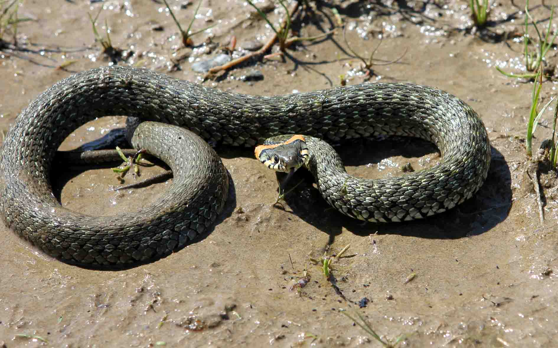 水蛇-作者-常佃学