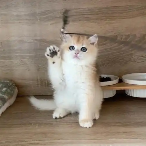 一只两个多月的12色金渐层弟弟,可上门看猫超级肥