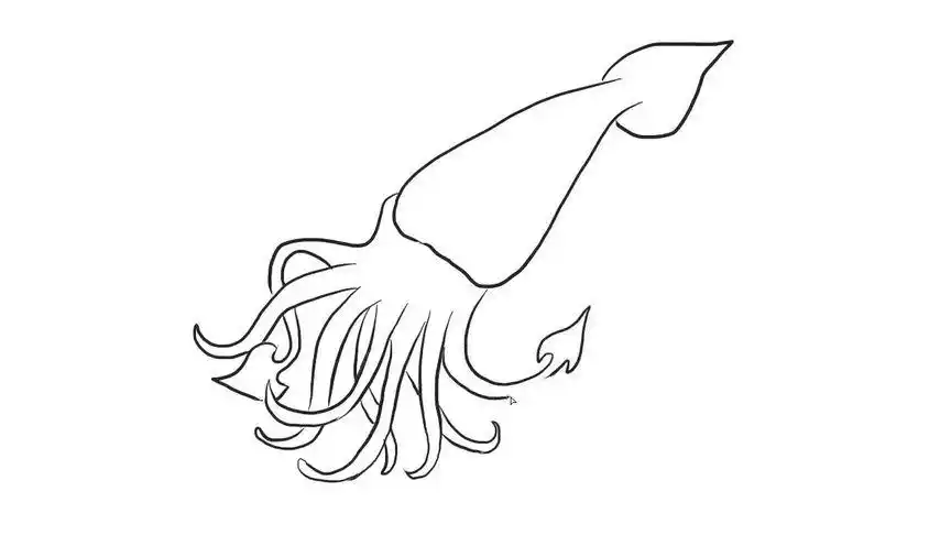 育儿丨儿童简笔画——大王乌贼