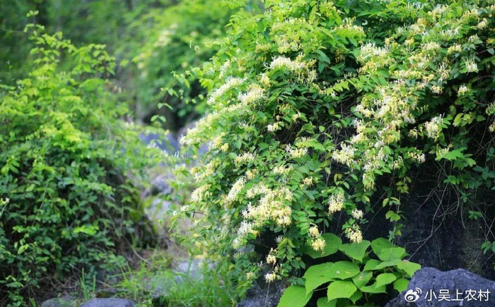 这种野花300元一斤,就是大名鼎鼎的金银花,很多人去采摘泡茶喝