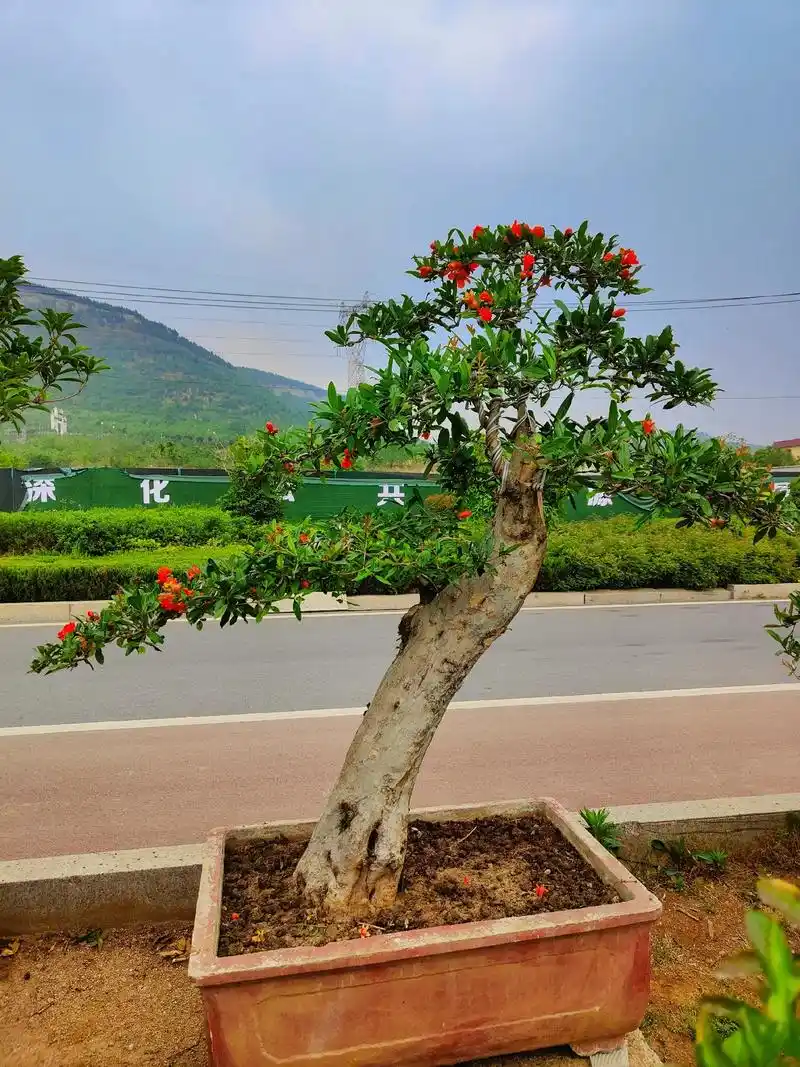 石榴老桩盆景,每一棵都有独特的造型#盆景 #精品盆景 #盆景 - 抖音