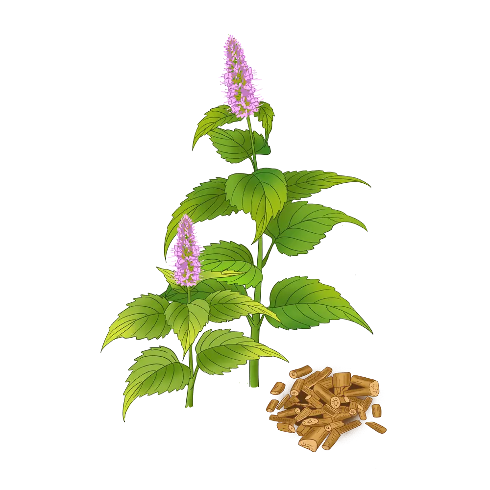 藿香丨不仅可以入药在生活中还可以这样用