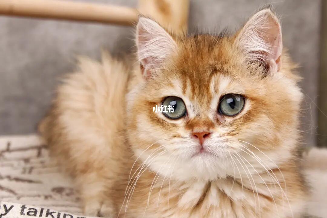 黑金渐层在线找主人