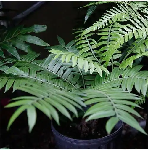 观音莲座马蹄蕨功效(观音莲座蕨的功效) - 养殖日记