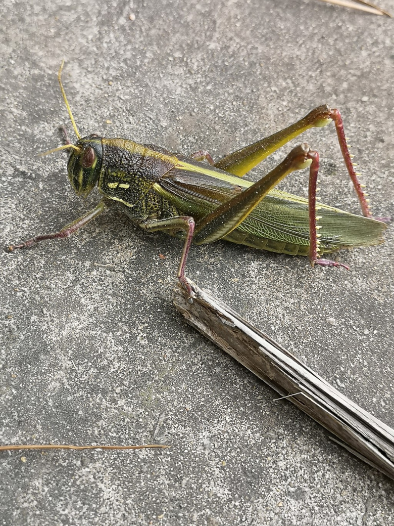 随手拍超大只大蚂蚱