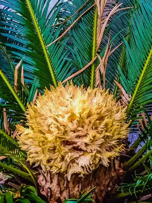 铁树开花,花属罕见 - 美篇