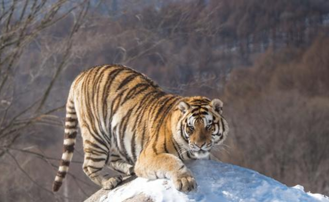 世界上最大的老虎:东北虎体长达2.8米,狼群见到立马逃窜