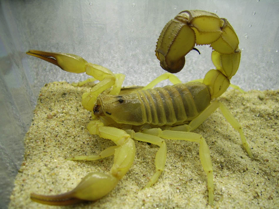 英文名:yellow fat-tailed scorpion(黄色大尾巴),是一种剧毒性蝎子