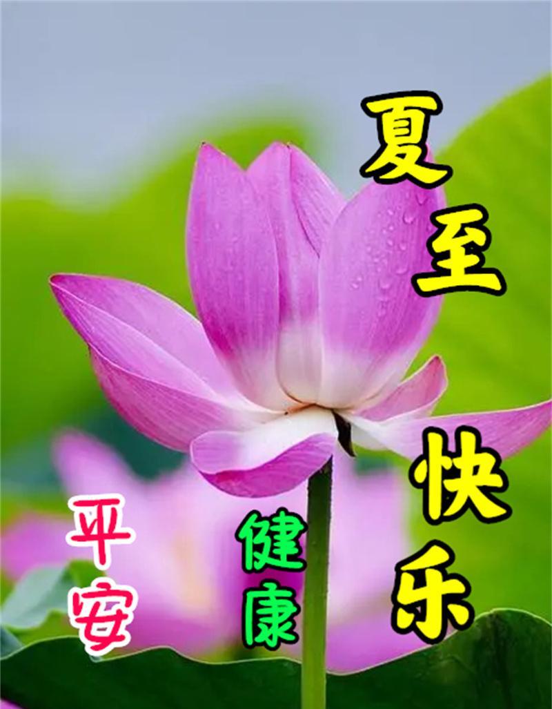 6月21日(夏至节气),早上好问候祝福语,最新夏至快乐图片_心情_身体