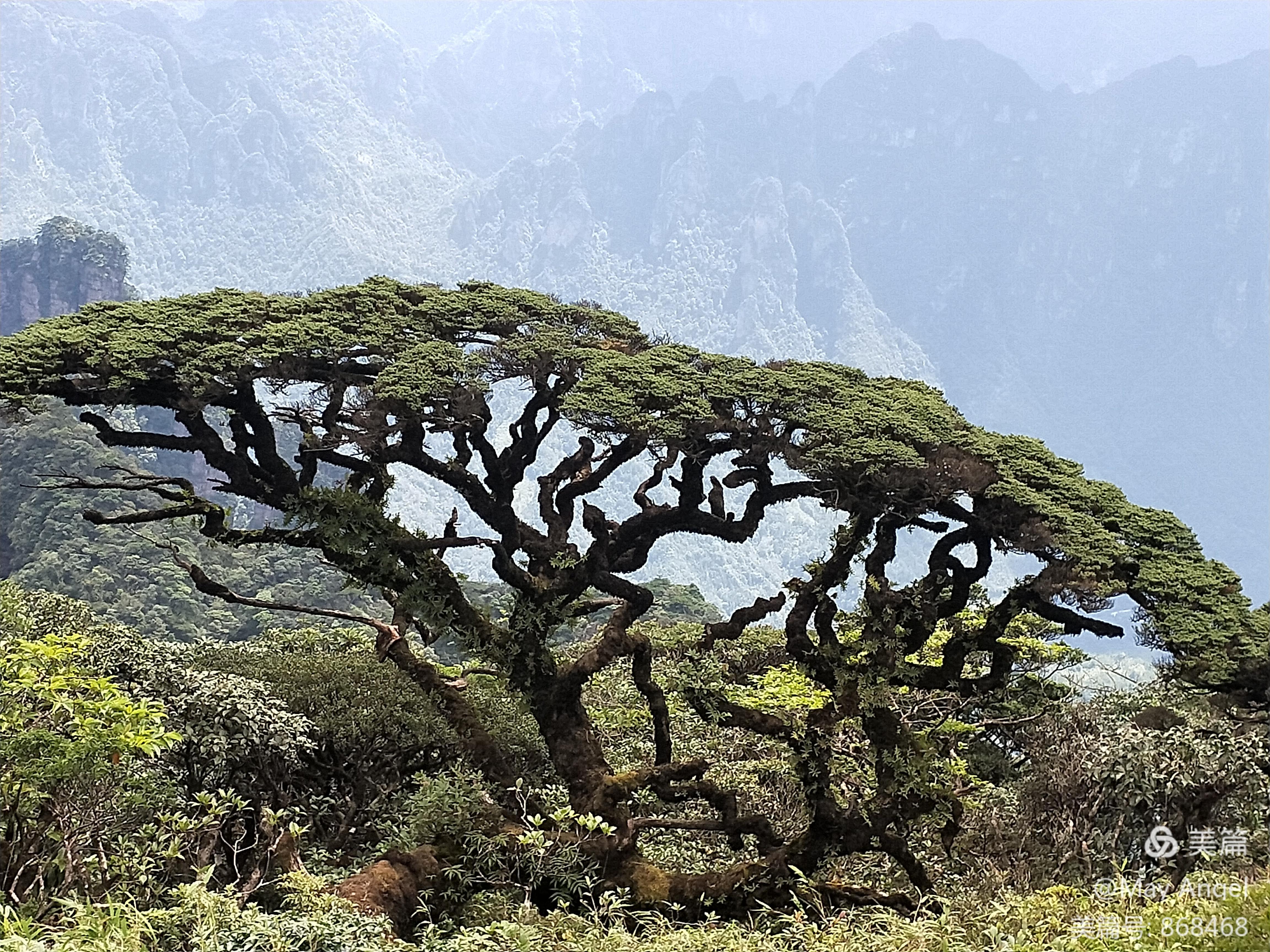 那么辛苦就是看这颗山顶松柏——平安树