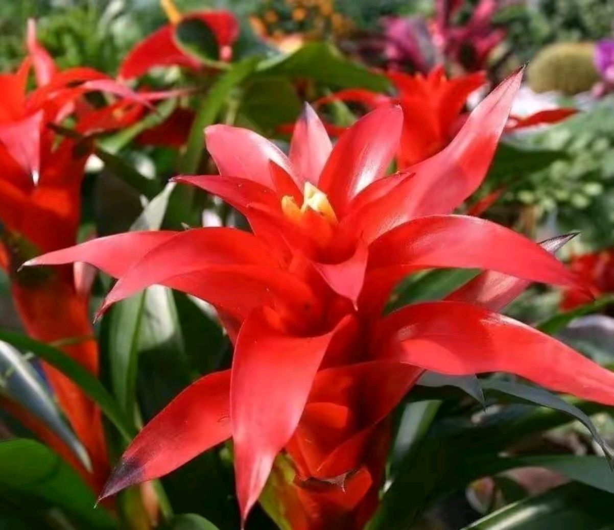 2022年春节到了,推荐5款吉祥花,祝新年吉祥如意,鸿运当头