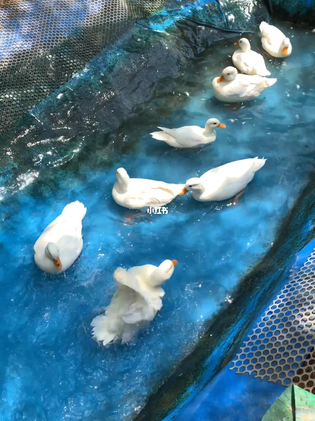 柯尔鸭多少钱一只