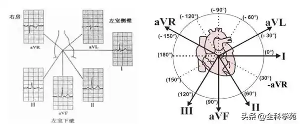 心电轴正常时,在>i,Ⅱ,Ⅲ导联都形成以r波为主波的qrs波>,其中>rⅡ>ri