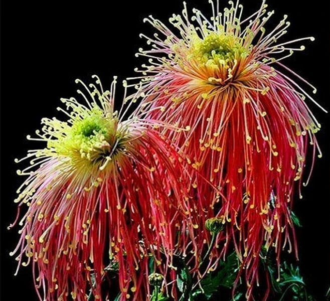 罕见的夫妻花 - 精品素材 - 中国音画论坛 - yinhuabbs.cn!