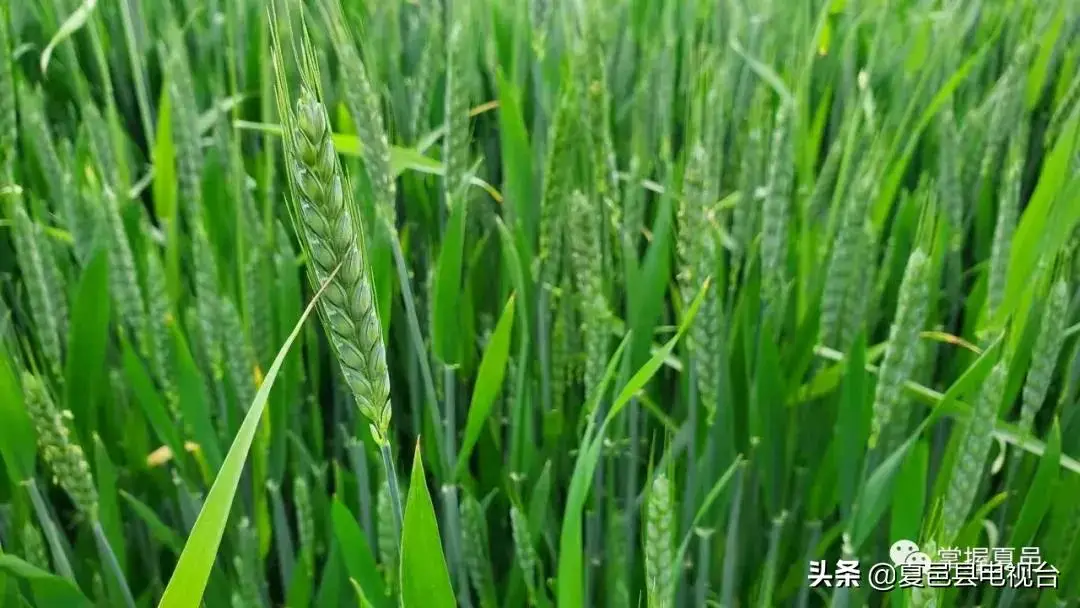 家乡的麦苗正在慢慢成熟,有时间了,就回家看看吧!