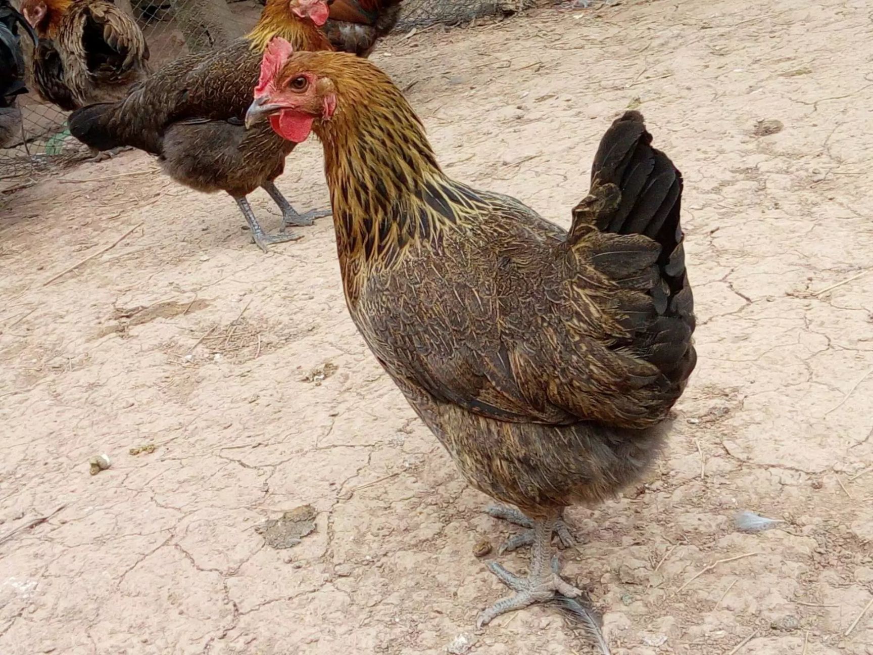 正宗瑶鸡苗 黑脚鸡苗 黑瑶鸡红瑶鸡苗 活体活苗