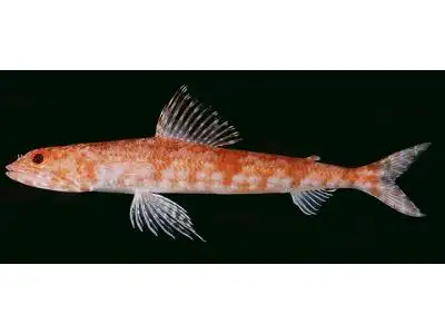 兰氏狗母鱼 | synodus randalli(动物 | 辐鳍鱼类)