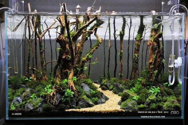 本色水景 | 经典60cm树林景小缸,值得借鉴学习,水草缸培训教程,水陆
