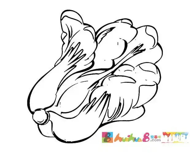 白菜蔬菜简笔画步骤图片