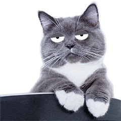 猫咪鄙视你斜眼灰毛gif动图_动态图_表情包下载_soogif