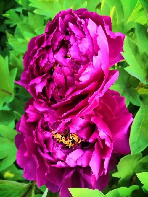 【牡丹花王一洛阳红】