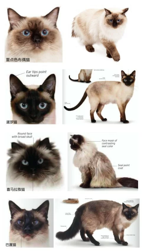 海蓝重点色布偶猫详解,附布偶猫繁育配色表