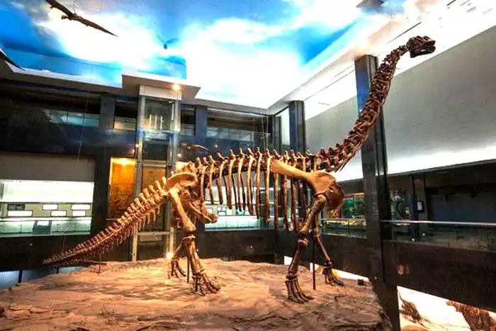 恐龙化石骨架,腕龙