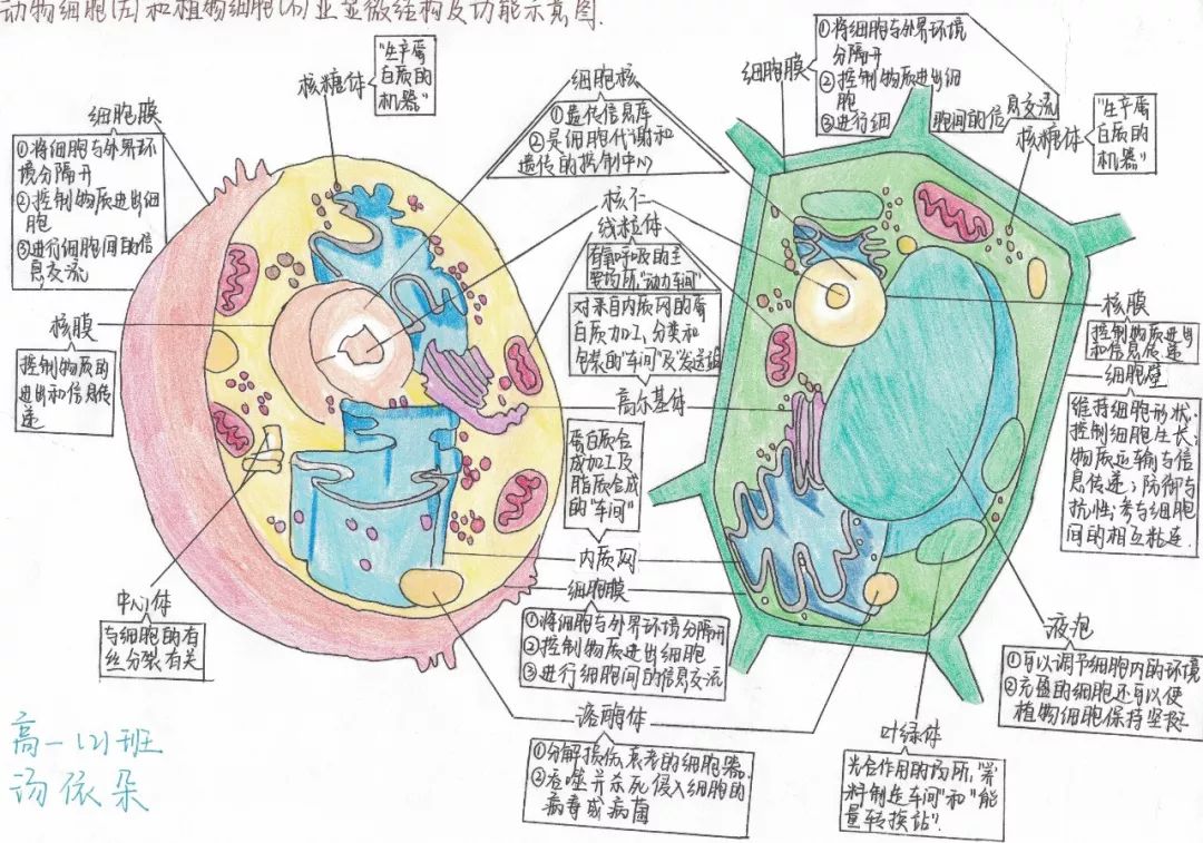 专业精美而且萌萌哒淮南二中2022届细胞结构手绘大赛优秀作品展