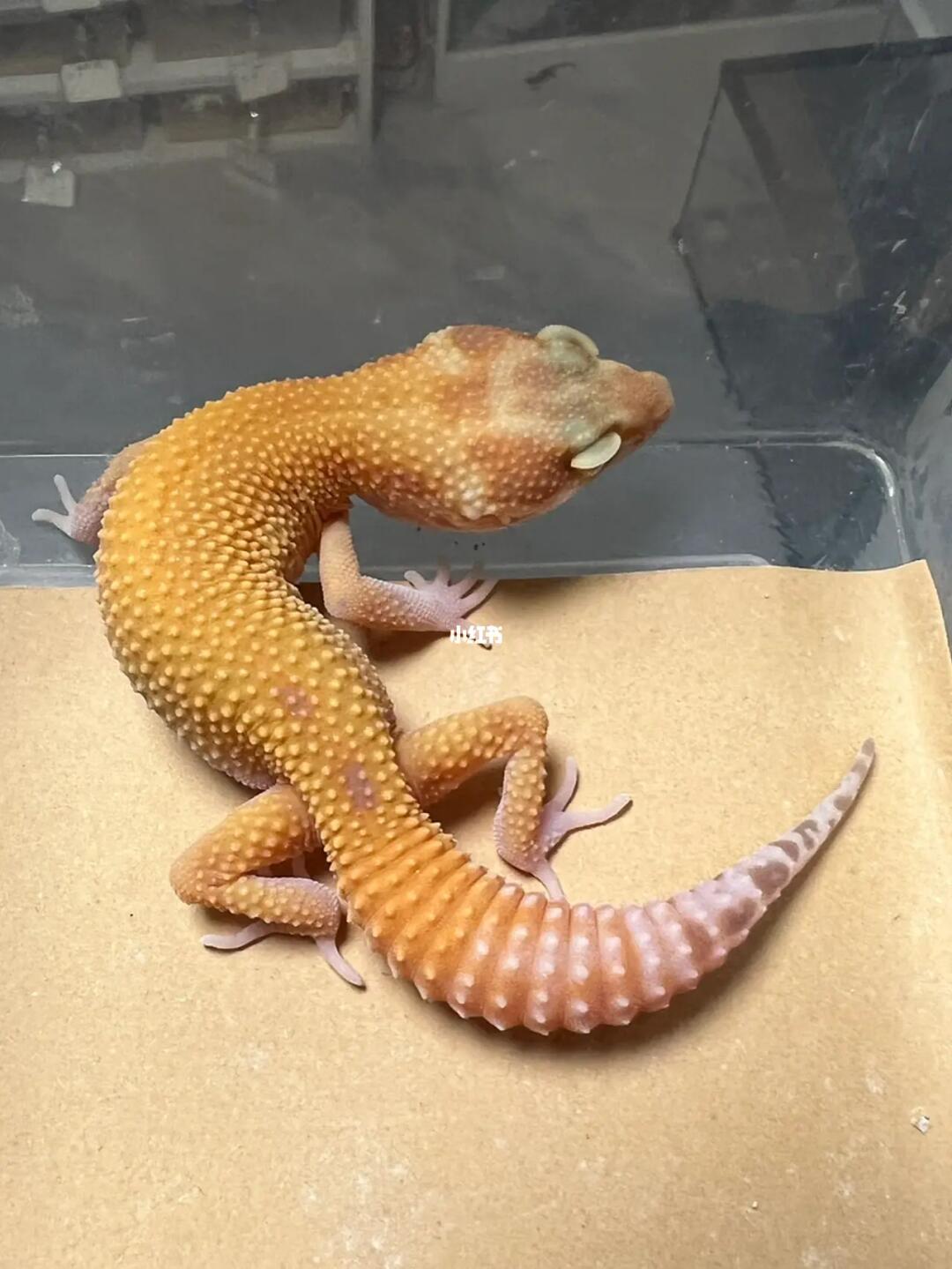 豹纹守宫待售崽崽