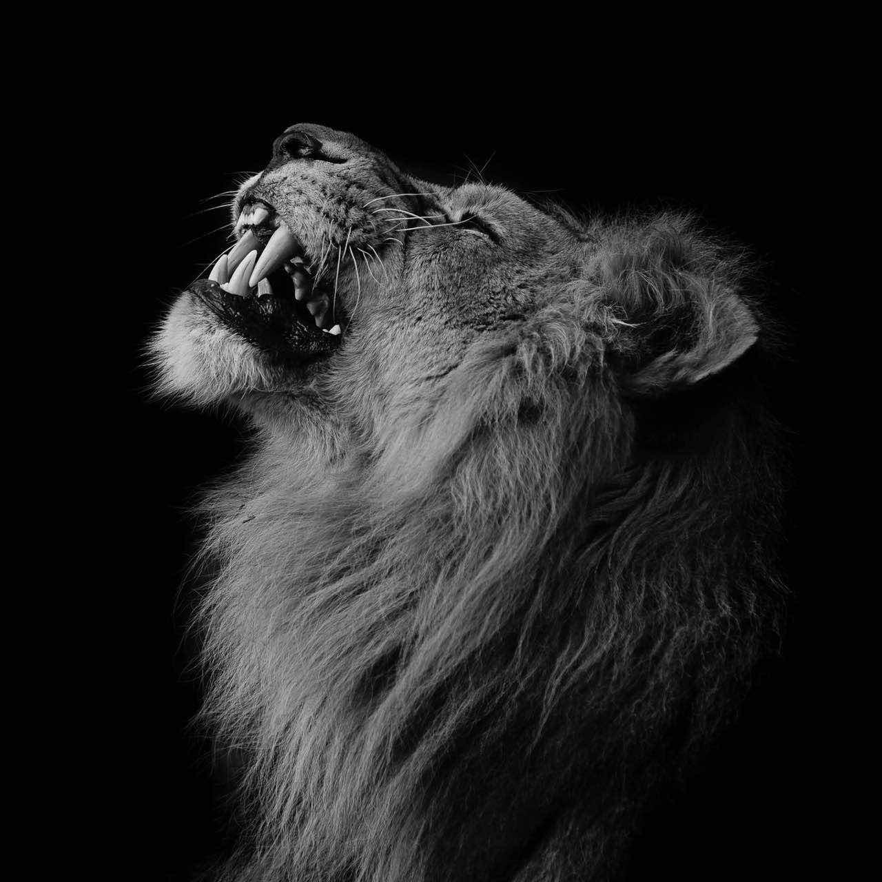 有哪些杀气腾腾的句子或者是图片