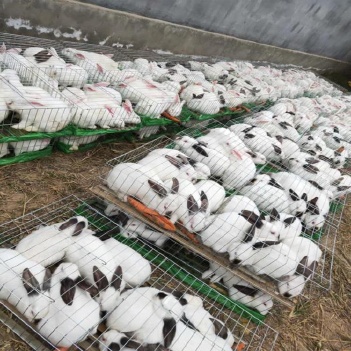 优质伊拉兔种兔改良品种包技术包成活包回收