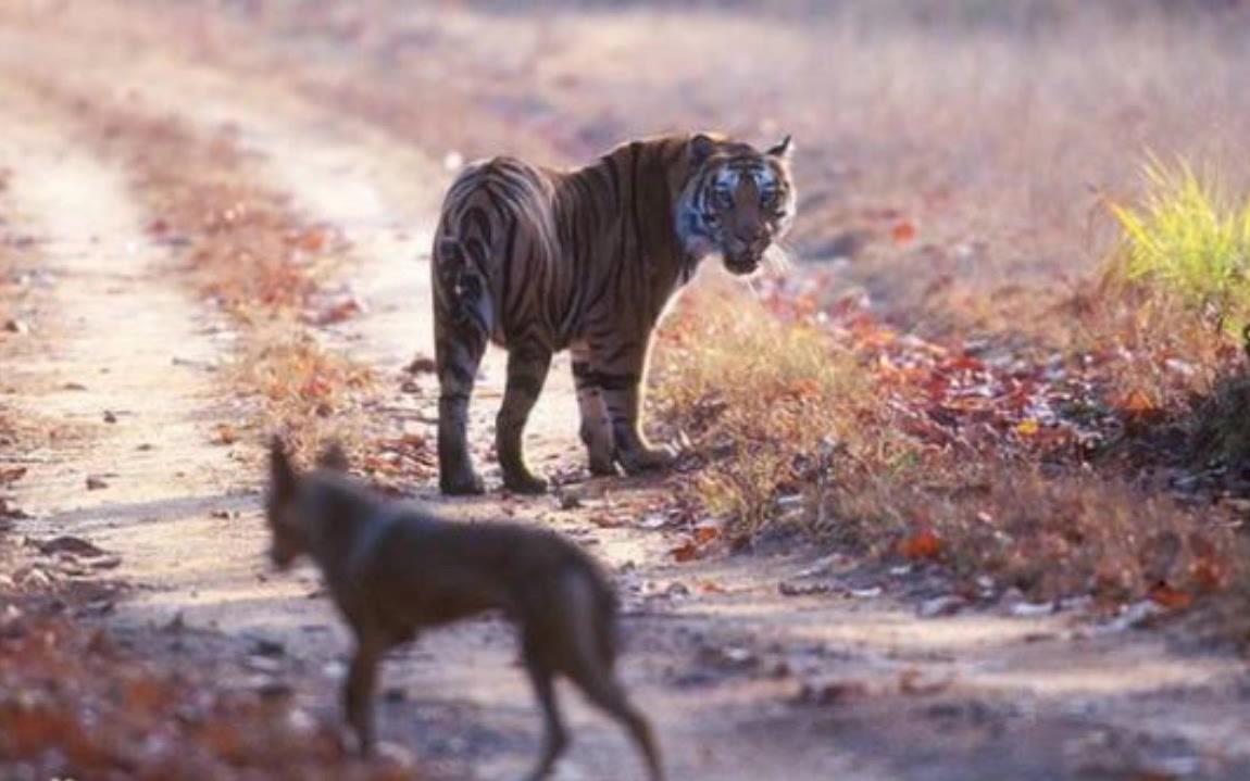 老虎印度狼虎同框最直观的老虎与印度狼的体型对比