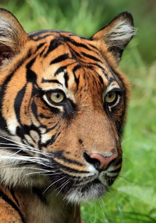 老虎,雄性体重100-150kg ,雌性体重75-100kg,脸部周围的颊毛较长,胡须