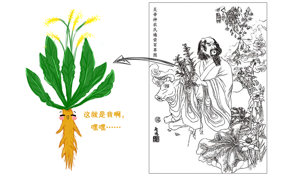 就是板蓝根他手中拿着的那株植物后人为了怀念他,常将神农氏画像挂在