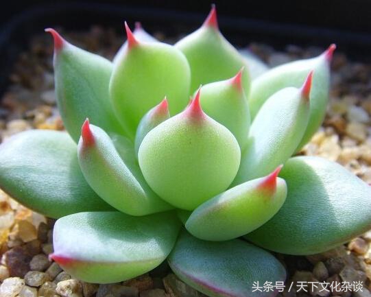 十二生肖旺财风水花草,看看你适合种什么?