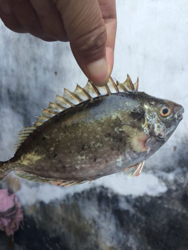 这鱼名字叫什么?